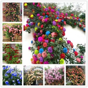 Climbing Rose ফুলের 35 + টি কালার মিক্স বীজ থাকবে 1 প্যাকেট 490 Tk