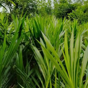 ইন্দোনেশিয়া স্মার্ট নেপিয়ার ঘাস বীজ 1 কেজি 600 টাকা