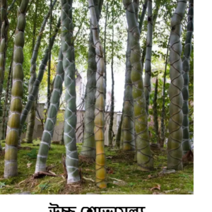 ১ প্যাকেট কিনলে ১ প্যাকেট ফ্রি: ৯৯৯ টাকা