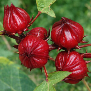 রোসেল (চুকাই) বীজ | Hibiscus sabdariffa Seed 10 gm Seed = 550 Tk