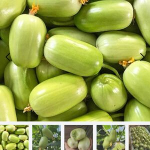 ১ প্যাকেট সাদা শসার বীজ