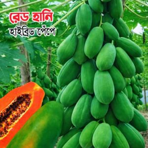 1 প্যাকেট গোল পেঁপে , হাইব্রিড পেঁপে রেড সুইট 700 Tk